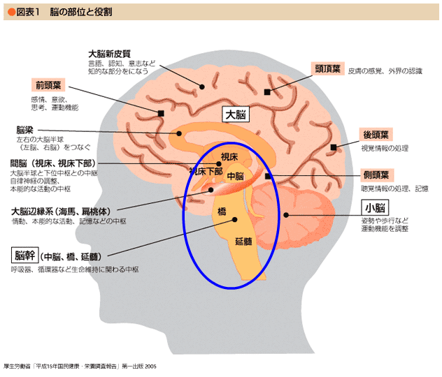 脳幹（図）